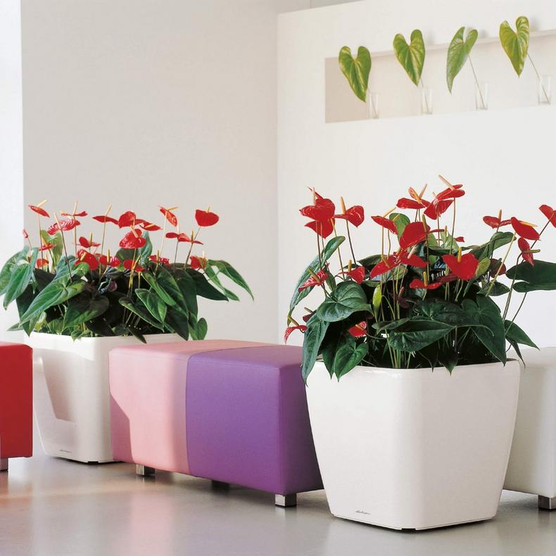 le_quadro-ls50_product_addi_01